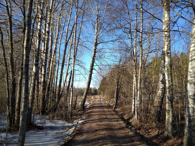 forest paths